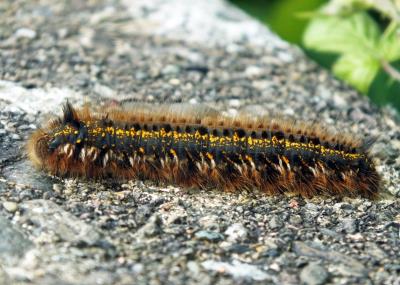 435 DRINKING MOTH CATERPILLAR.jpg